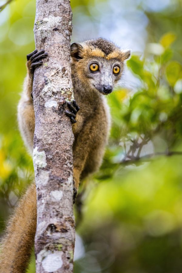 PHOTOWALL / Lemur Love II (e321776)