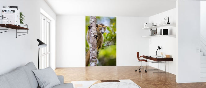 PHOTOWALL / Lemur Love II (e321776)