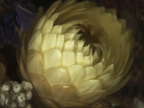 PHOTOWALL / Blanc de Blanc (e321549)