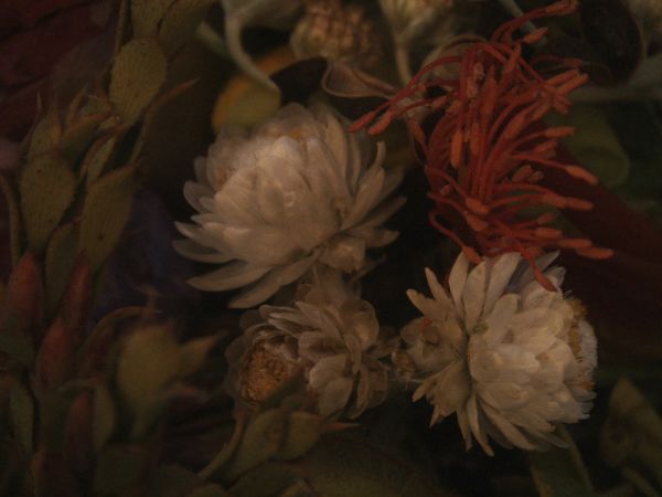 PHOTOWALL / Botanical (e321563)