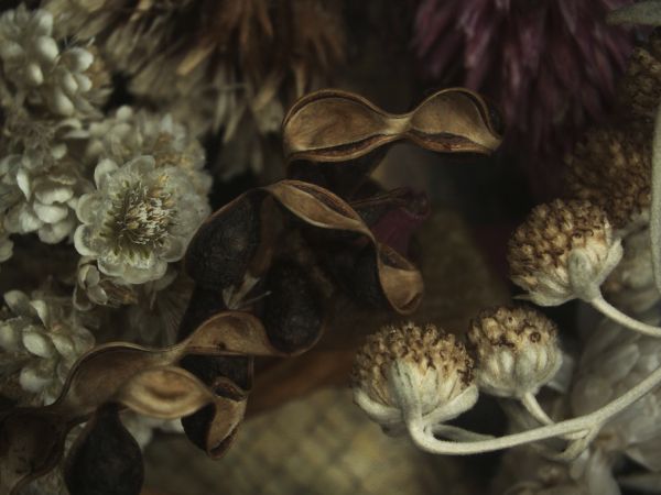 PHOTOWALL / Flora Australis (e321564)
