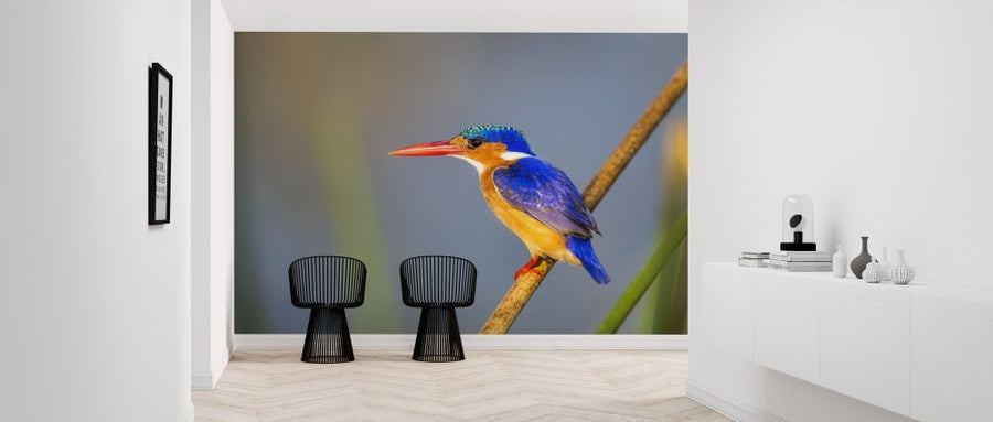 PHOTOWALL / Malachite Kingfisher (e321781)