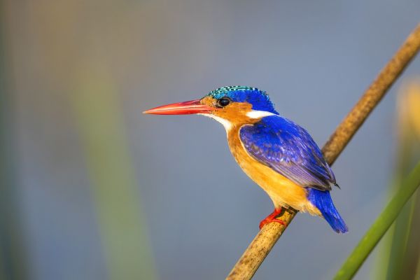 PHOTOWALL / Malachite Kingfisher (e321781)