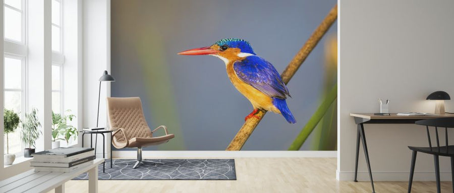 PHOTOWALL / Malachite Kingfisher (e321781)