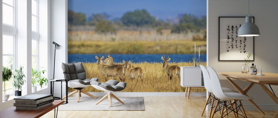PHOTOWALL / Waterbuck (e321787)