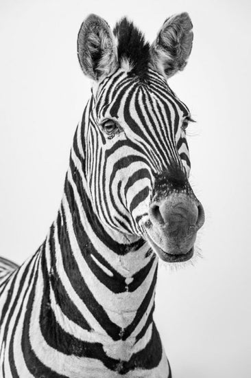 PHOTOWALL / Zebra Dazzle III (e321827)