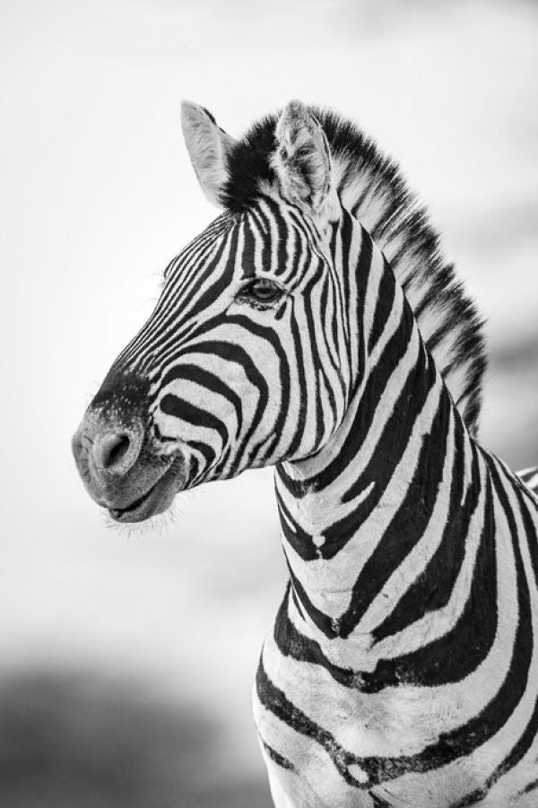 PHOTOWALL / Zebra Dazzle IIII (e321828)