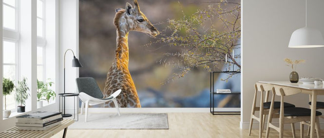 PHOTOWALL / Baby Giraffe (e321833)