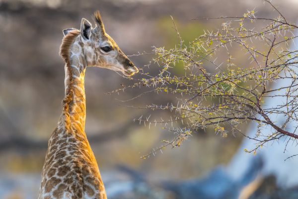 PHOTOWALL / Baby Giraffe (e321833)