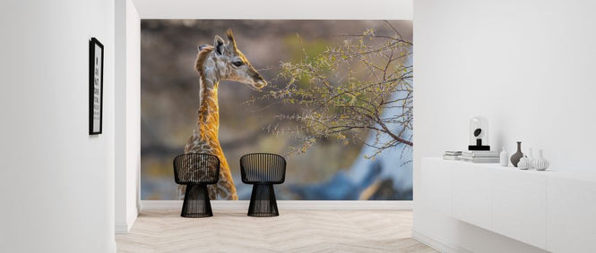 PHOTOWALL / Baby Giraffe (e321833)