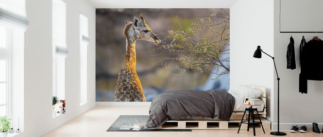 PHOTOWALL / Baby Giraffe (e321833)