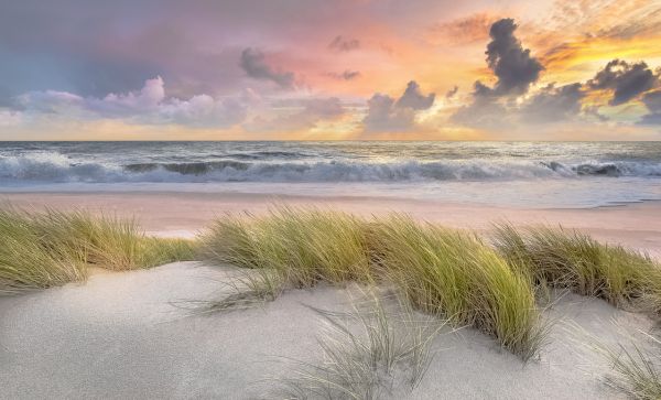 PHOTOWALL / Grass in Beach Sand (e321648)