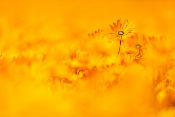 PHOTOWALL / Flower Fields III (e321846)