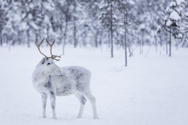 PHOTOWALL / Reindeer II (e321855)