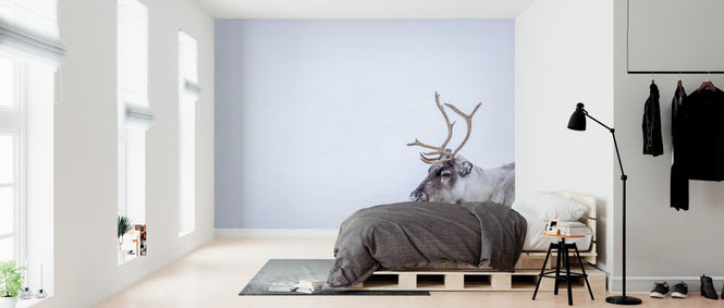PHOTOWALL / Reindeer (e321854)