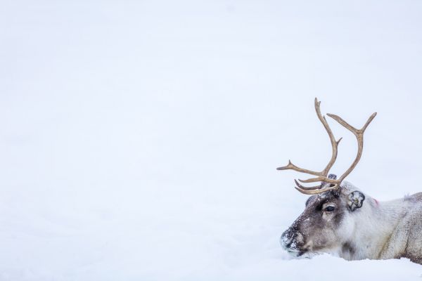 PHOTOWALL / Reindeer (e321854)