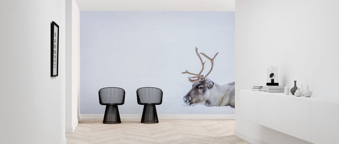 PHOTOWALL / Reindeer (e321854)