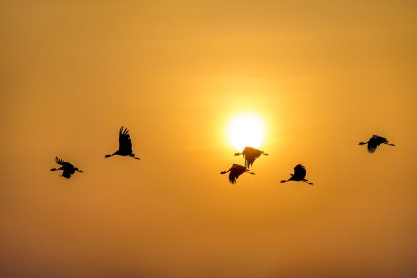 PHOTOWALL / Flight of the Cranes (e321863)