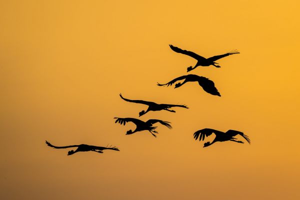 PHOTOWALL / Flight of the Cranes II (e321869)