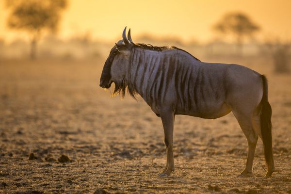 PHOTOWALL / Wildebeest (e321870)