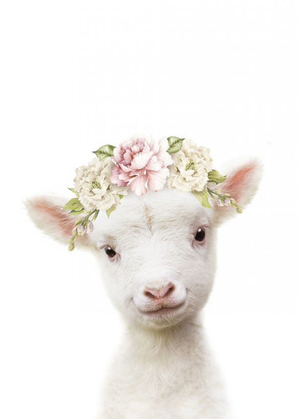 PHOTOWALL / Floral Lamb (e322229)