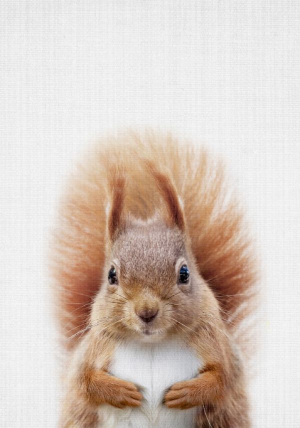 PHOTOWALL / Squirrel (e322749)