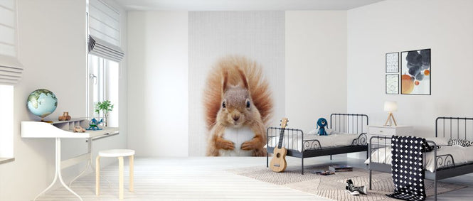 PHOTOWALL / Squirrel (e322749)