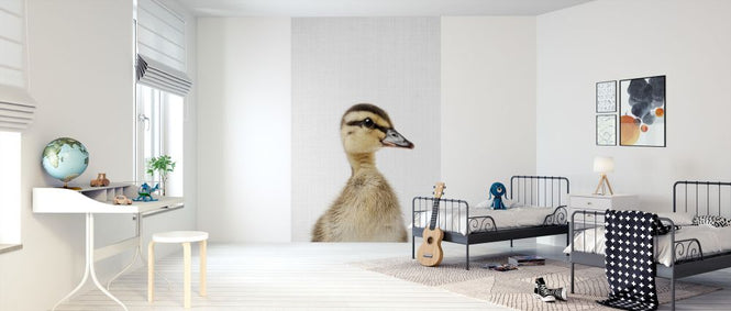 PHOTOWALL / Duckling (e322750)