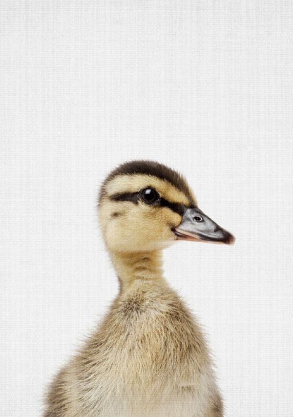 PHOTOWALL / Duckling (e322750)