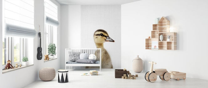 PHOTOWALL / Duckling (e322750)