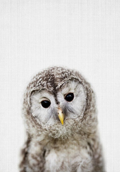 PHOTOWALL / Baby Owl (e322752)