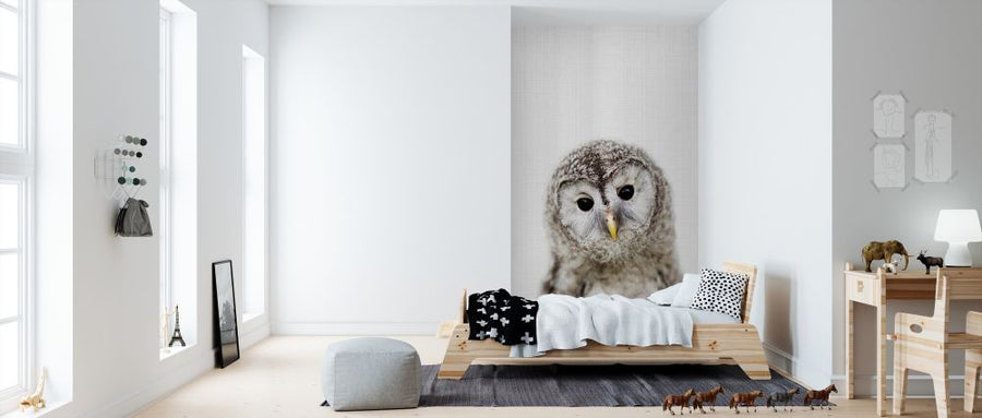 PHOTOWALL / Baby Owl (e322752)