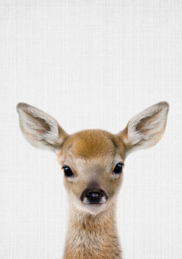 PHOTOWALL / Baby Deer (e322756)