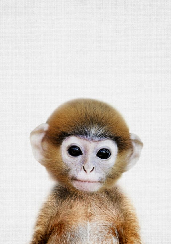 PHOTOWALL / Baby Monkey (e322758)