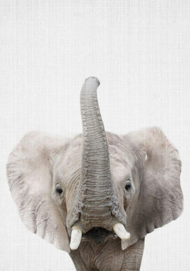 PHOTOWALL / Baby Elephant (e322759)