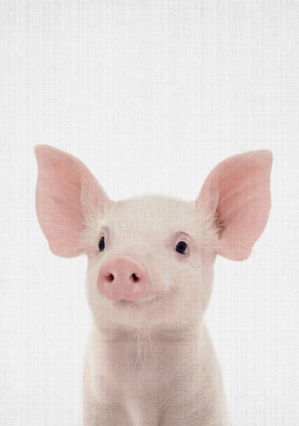 PHOTOWALL / Piglet (e322760)