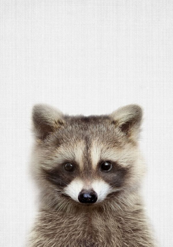 PHOTOWALL / Raccoon (e322761)