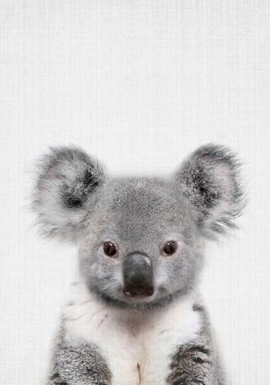 PHOTOWALL / Baby Koala (e322766)