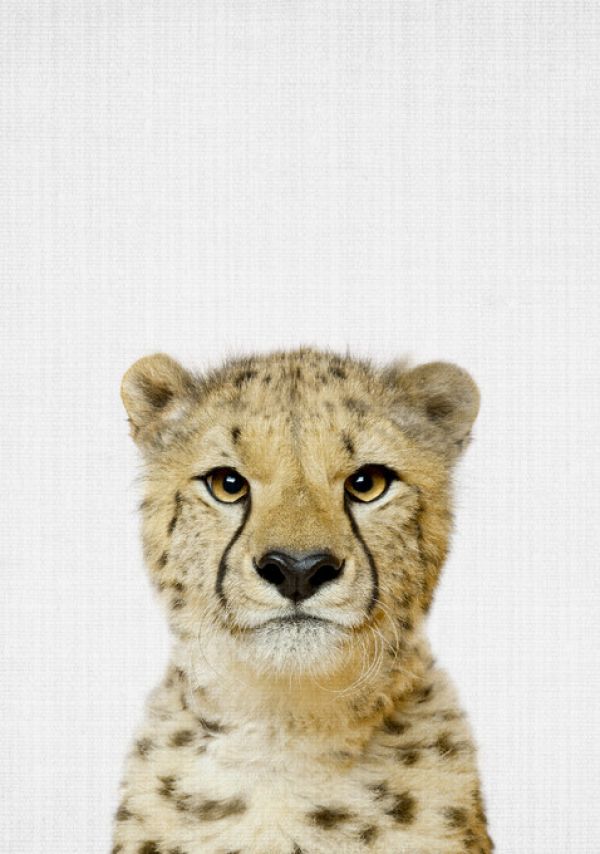 PHOTOWALL / Cheetah (e322768)