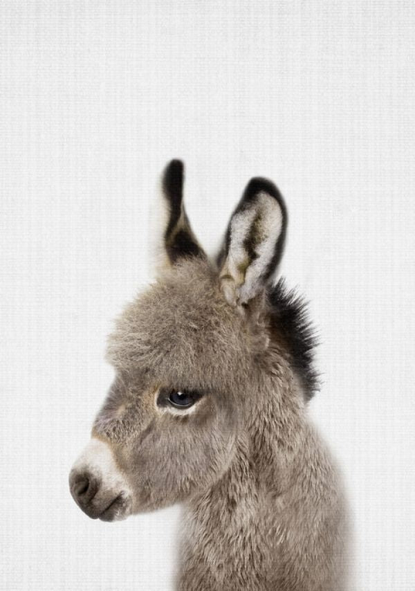 PHOTOWALL / Baby Donkey (e322772)