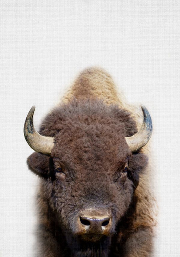 PHOTOWALL / Buffalo (e322773)