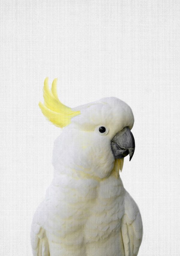 PHOTOWALL / Cockatoo (e322776)