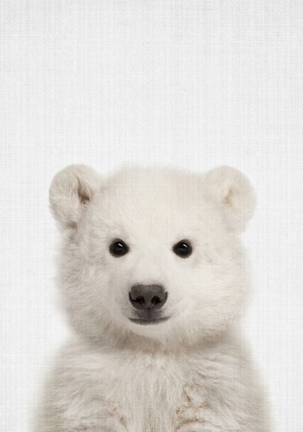 PHOTOWALL / Baby Polar Bear (e322777)