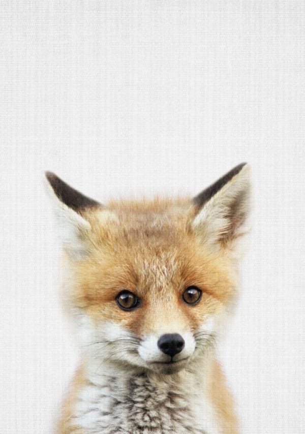 PHOTOWALL / Baby Fox (e322780)