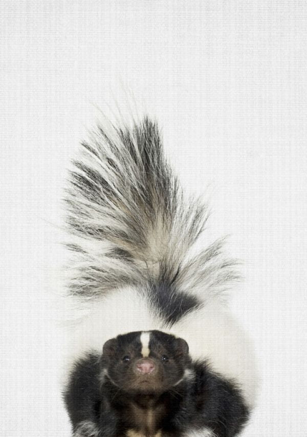 PHOTOWALL / Skunk (e322782)