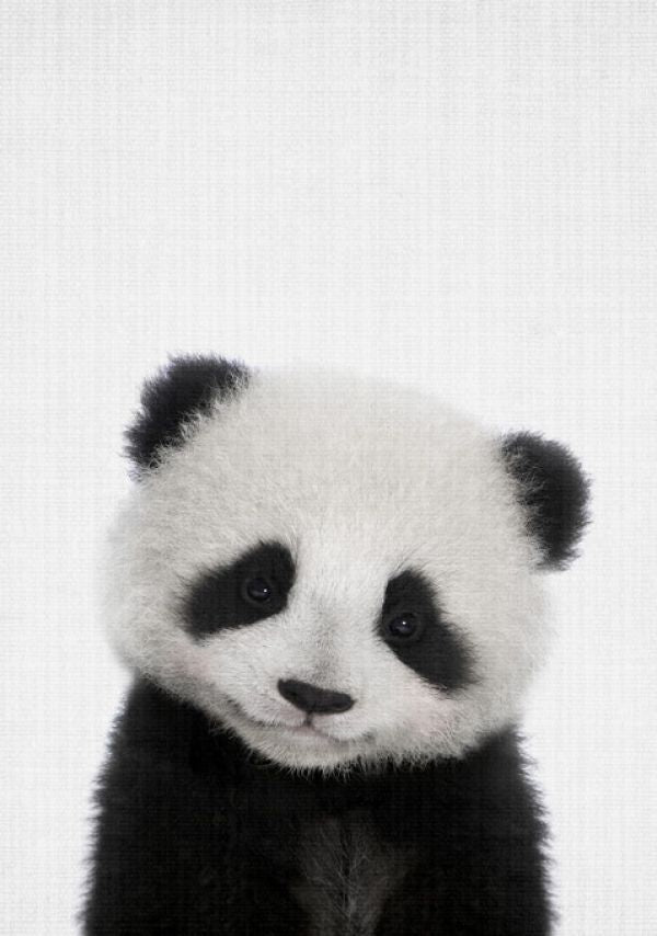 PHOTOWALL / Panda (e322785)