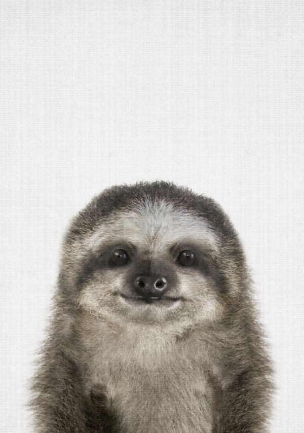 PHOTOWALL / Baby Sloth (e322786)