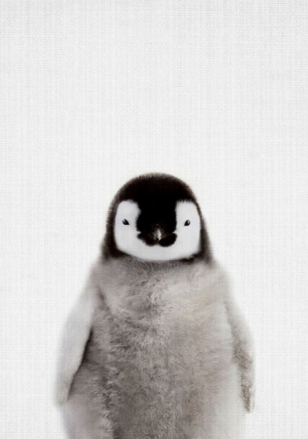 PHOTOWALL / Baby Penguin (e322787)