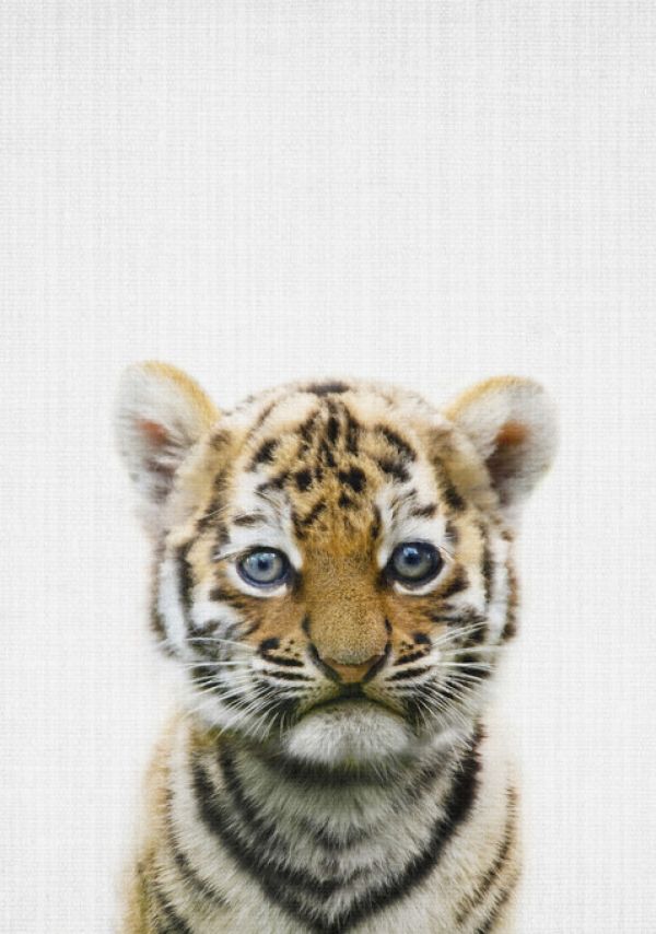 PHOTOWALL / Baby Tiger (e322789)