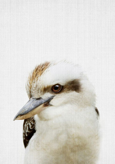 PHOTOWALL / Kookaburra (e322791)